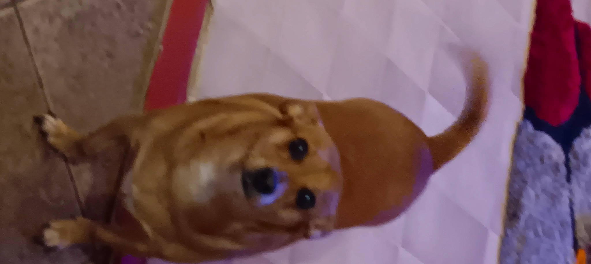 Snuggles joined the competition — help win amazing prizes! canidae, carnivore, companion_dog, dog, dog_breed, ear, eyelash, fawn, fur, liver, snout, sporting_group, tail, terrestrial_animal, toy, whiskers, wood, working_animal, wrinkle