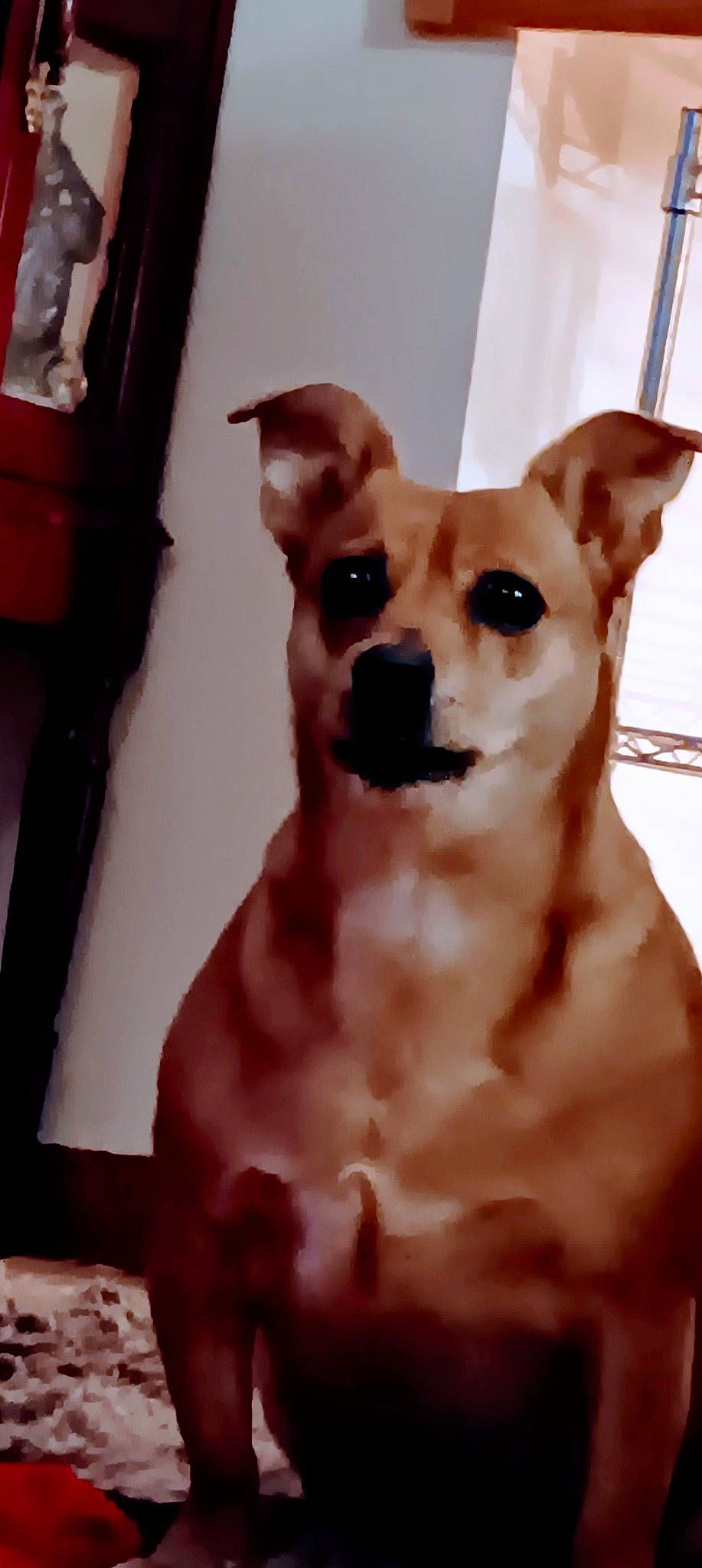 Snuggles is registered to the contest to win money with this photo: ancient_dog_breeds, canidae, carnivore, chihuahua, collar, companion_dog, dog, dog_breed, dog_collar, dog_supply, ear, fawn, fur, non_sporting_group, snout, sporting_group, terrestrial_animal, toy_dog, whiskers, working_animal