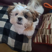 Silo joined the competition — help win amazing prizes! dog, puppy, fluffy, cute, indoor, blanket, couch, pet, animal, fur, small_dog, looking_up, home, cozy, patterned_pillow, checkered_blanket, living_room, furniture, domestic_animal, companion