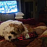 bedspread, blanket, blur, chewing, cozy, cushion, darkness, dog, dresser, electronics, furniture, home, indoor, light, pet, pillow, remote_control, room, sleeping_area, tv_screen