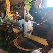 Lisa Grenier joined the competition — help win amazing prizes! books, cap, carpet, casual, clock, couch, dog, frog_toy, home, indoor, leather_furniture, living_room, man, pet_play, plush_toy, smiling, snacks, table, window, wooden_beam