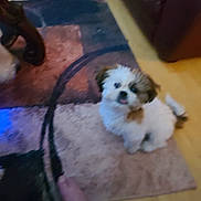 Lisa Grenier joined the competition — help win amazing prizes! animal, bare_feet, brown, carpet, curious, cute, dog, floor, fluffy, foot, furniture, household, indoor, living_room, pet, puppy, rug, sitting, small_dog, white