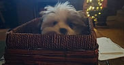 Lisa Grenier joined the competition — help win amazing prizes! basket, blurred_background, christmas_tree, cozy, cute, decor, dog, furniture, holiday, home, indoor, lights, living_room, paper, pen, pet, puppy, remote_control, television, wooden