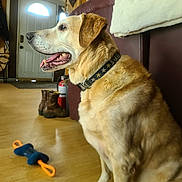 Nik is registered to the contest to win money with this photo: animal, blanket, boots, collar, dog, door, fire_extinguisher, floor, fur, golden, happy, home, indoor, light, mouth_open, pet, sitting, sofa, toy, wall