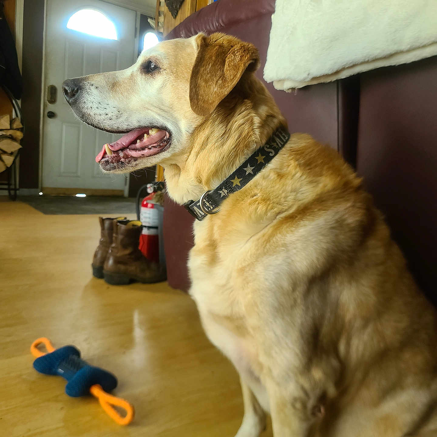 Nik is registered to the contest to win money with this photo: animal, blanket, boots, collar, dog, door, fire_extinguisher, floor, fur, golden, happy, home, indoor, light, mouth_open, pet, sitting, sofa, toy, wall