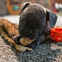 Enzo joined the competition — help win amazing prizes! puppy, dog, toy, carpet, indoor, pet, cute, animal, playful, soft_toy, orange_toy, close_up, young_dog, chewing, fur, domestic_animal, floor, resting, brown, black