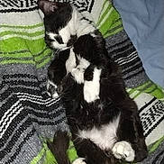 Bean joined the competition — help win amazing prizes! animal, bed, black_and_white, blanket, cat, comfort, cozy, cute, domestic_animal, fur, human_arm, indoor, nap, paw, pet, relaxed, resting, sleeping, soft, striped
