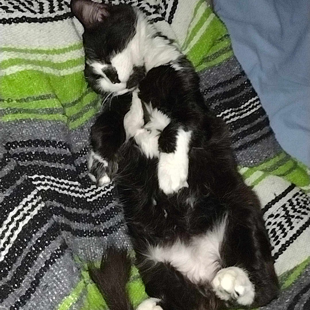 Bean joined the competition — help win amazing prizes! animal, bed, black_and_white, blanket, cat, comfort, cozy, cute, domestic_animal, fur, human_arm, indoor, nap, paw, pet, relaxed, resting, sleeping, soft, striped