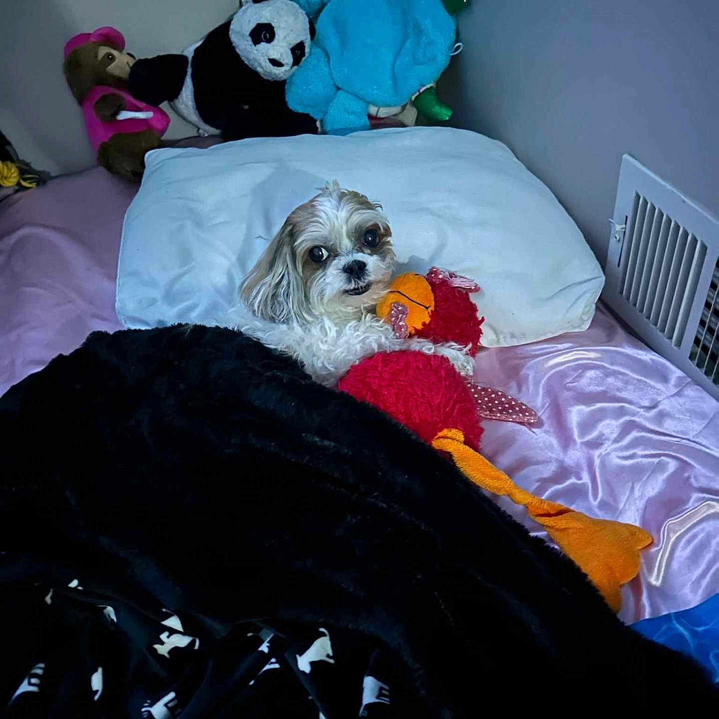 Mya is registered to the contest to win money with this photo: animal, ball, bear, bed, bedroom, blanket, canine, cushion, dog, football, furniture, giantpanda, homedecor, indoors, pet, puppy, room, soccer, soccerball, sport