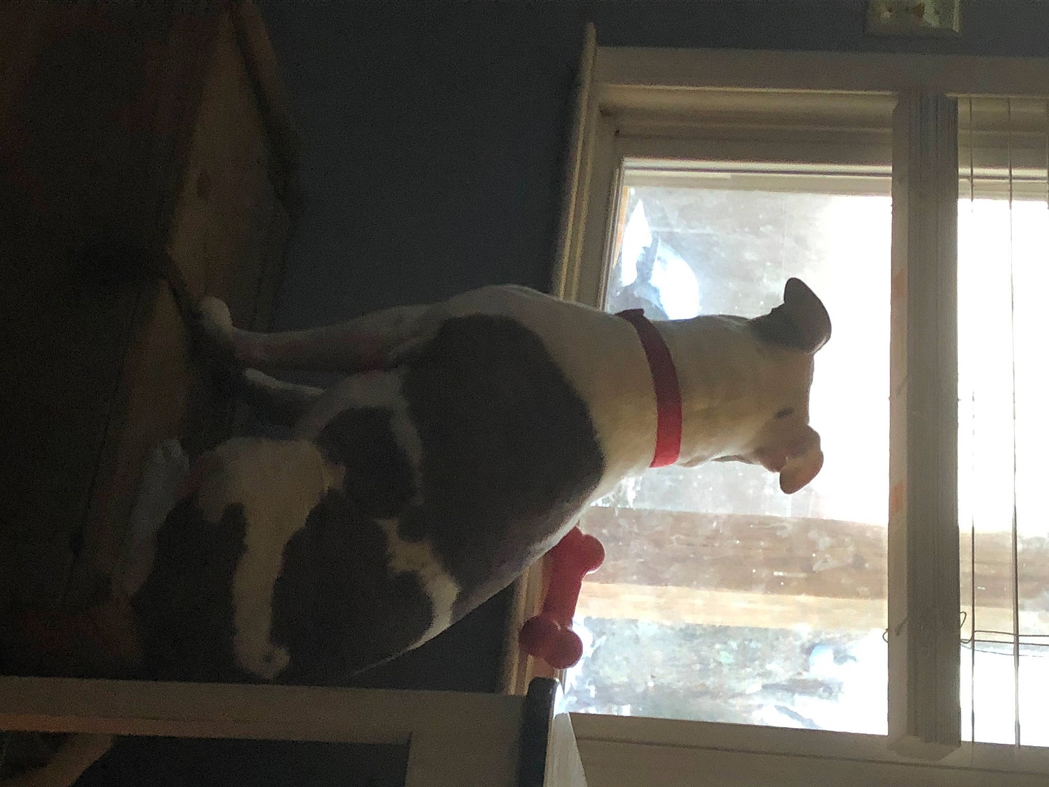 Rocky is registered to the contest to win money with this photo: carnivore, dog, dog_breed, door, elbow, fixture, flooring, hardwood, home_door, human_leg, room, sash_window, sporting_group, tail, tints_and_shades, window, window_blind, window_covering, window_treatment, wood