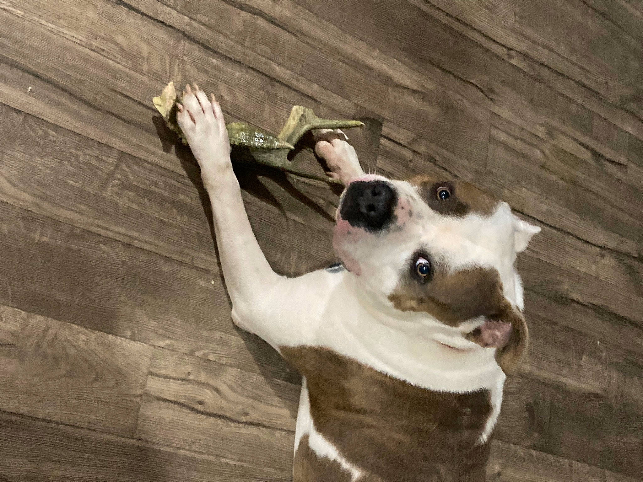 Rocky is registered to the contest to win money with this photo: carnivore, collar, companion_dog, dog, dog_breed, dog_collar, door, ear, fawn, felidae, hardwood, jaw, pet_supply, small_to_medium_sized_cats, snout, sporting_group, tail, whiskers, wood, working_animal