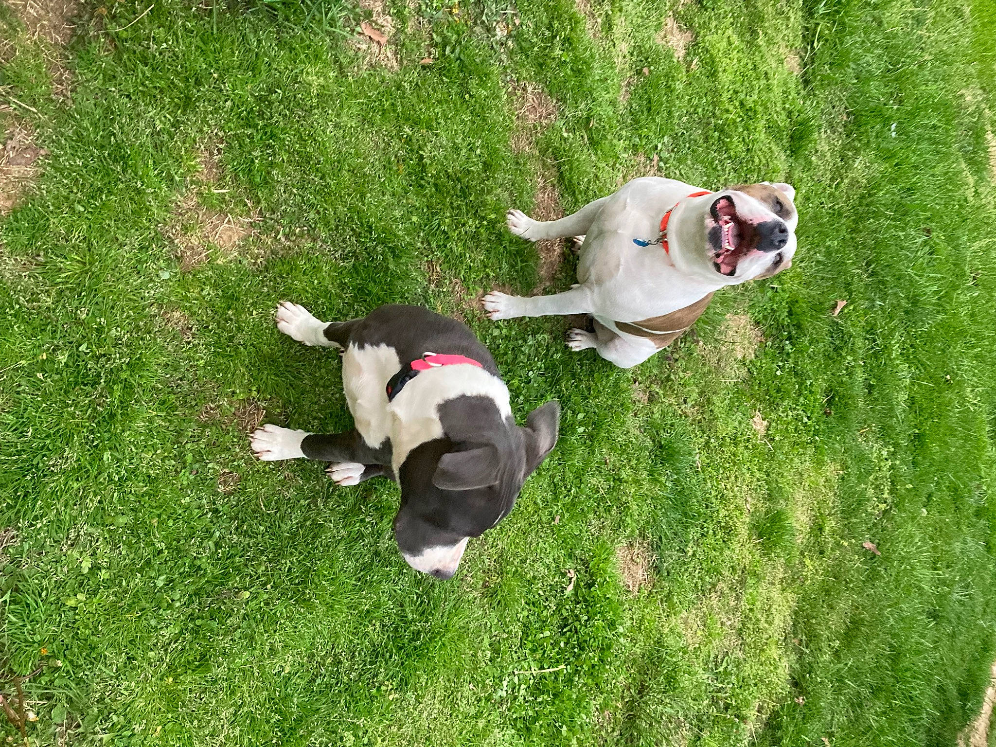 Rocky joined the competition — help win amazing prizes! carmine, carnivore, companion_dog, dog, dog_breed, dog_supply, fawn, flooring, garden, grass, grass_family, grassland, groundcover, lawn, leisure, pasture, plant, shrub, tail, working_animal