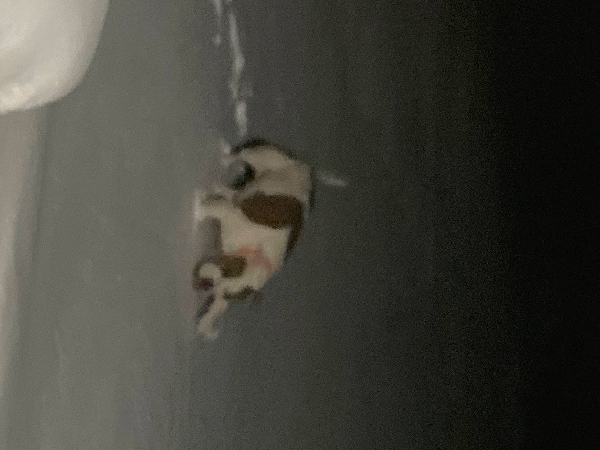 Rocky joined the competition — help win amazing prizes! canidae, carnivore, dog_breed, domestic_short_haired_cat, felidae, fur, paw, pet_supply, shadow, small_to_medium_sized_cats, snout, tail, terrestrial_animal, water, whiskers, wildlife, wood