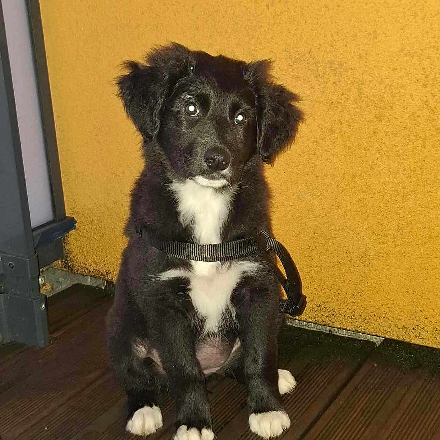 Anouchka participe au concours pour gagner de l'argent avec cette photo : animal, black_and_white, collar, curious_eyes, cute, dog, ears, floor, fur, indoor, leash, mustard_yellow, pet, portrait, puppy, sitting, wall, white_paws, wooden_floor, young_dog