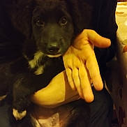 Anouchka participe au concours pour gagner de l'argent avec cette photo : puppy, dog, black, white_markings, pet, animal, cute, hand, person, indoor, holding, fur, eyes, face, tablecloth, seated, companion, closeup, young, domestic