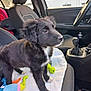 Anouchka participe au concours pour gagner de l'argent avec cette photo : puppy, dog, car_interior, seat, toy, blanket, black_and_white, pet, young_dog, playful, window, steering_wheel, car_door, seatbelt, floor_mat, water_bottle, sunlight, side_view, front_seat, cute