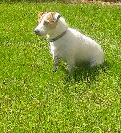 Diabolo a rejoint le concours — aidez-le/la à gagner de superbes lots ! canidae, carnivore, companion_dog, dog, dog_breed, grass, grassland, groundcover, irishjacks, pasture, plant, sporting_group, tail, terrestrial_animal, working_animal