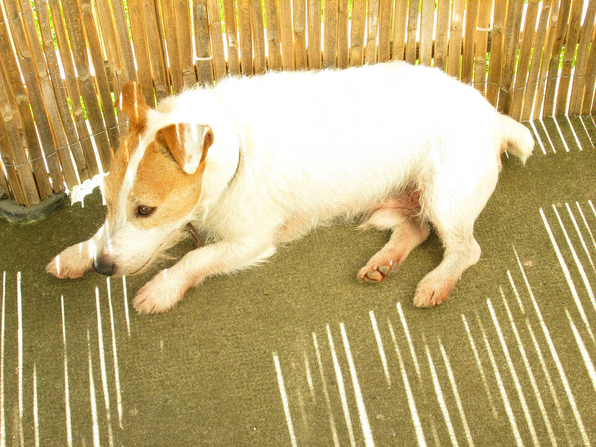 Diabolo participe au concours pour gagner de l'argent avec cette photo : ancient_dog_breeds, carnivore, companion_dog, dog, dog_breed, fence, flooring, fur, grass, home_fencing, non_sporting_group, snout, tail, terrestrial_animal, whiskers, working_animal, working_dog