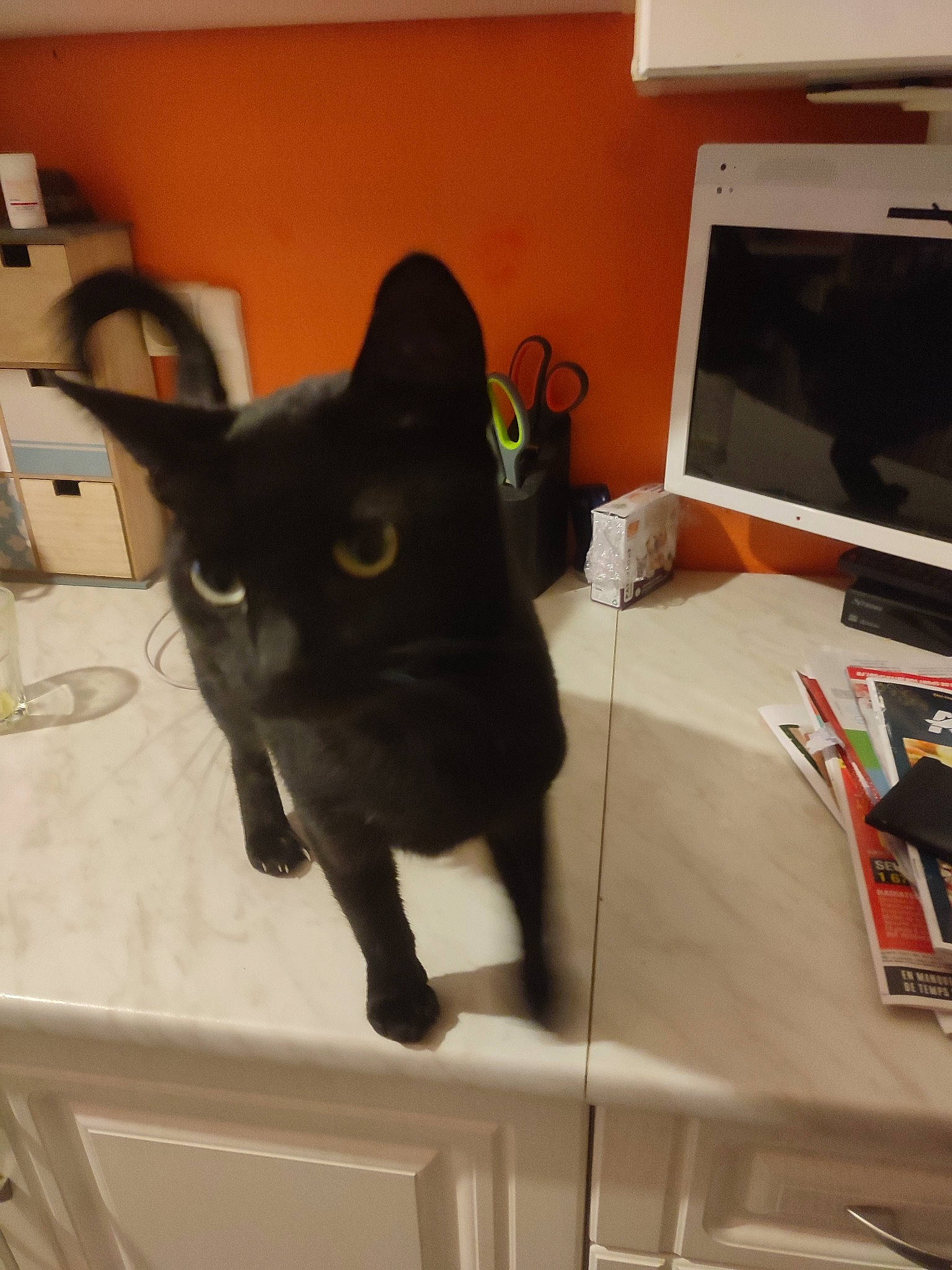 Nono a rejoint le concours — aidez-le/la à gagner de superbes lots ! black_cat, bombay, carnivore, cat, chair, computer, computer_monitor, desk, domestic_short_haired_cat, felidae, fur, houseplant, output_device, personal_computer, plant, room, small_to_medium_sized_cats, table, tail, whiskers