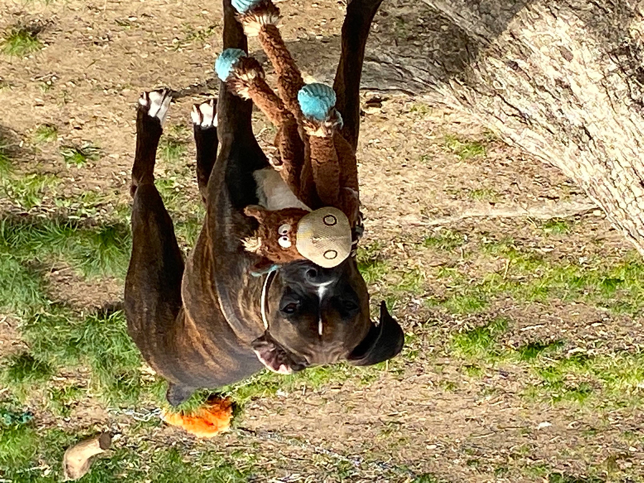 Buck joined the competition — help win amazing prizes! auto_part, automotive_tire, bear, canidae, dog_breed, fawn, grass, plant, recreation, snout, soil, sporting_group, tail, terrestrial_animal, tire, tree, trunk, wildlife, wood, working_animal