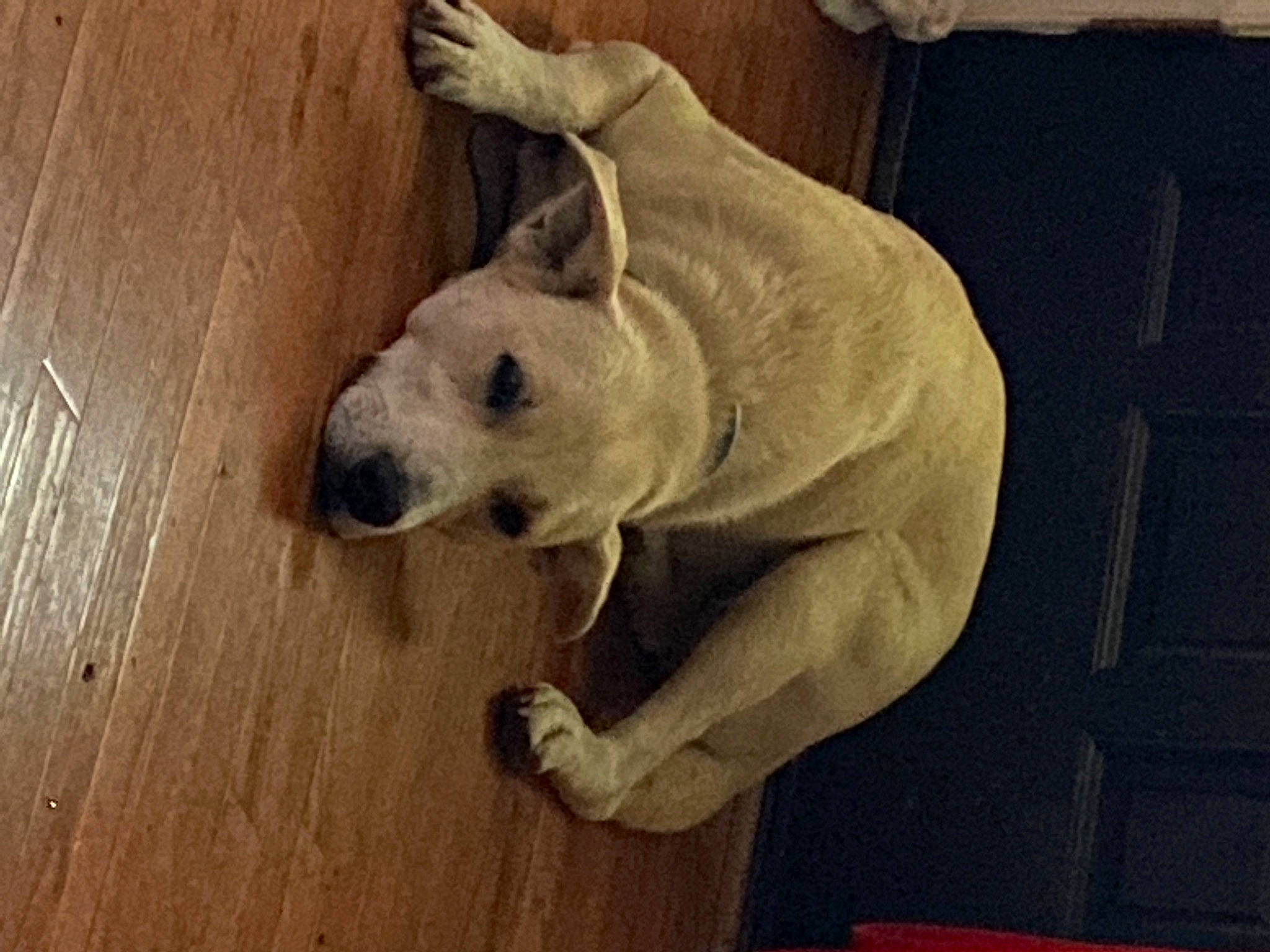 Boy joined the competition — help win amazing prizes! art, canidae, carnivore, companion_dog, dog, dog_breed, eye, fawn, floor, flooring, fur, hardwood, snout, sporting_group, tail, terrestrial_animal, varnish, wood, wood_stain, working_animal