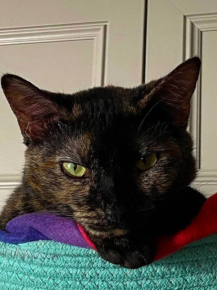 Miss May joined the competition — help win amazing prizes! black_cat, bombay, carnivore, cat, cat_furniture, cat_supply, claw, comfort, domestic_short_haired_cat, ear, felidae, fur, havana_brown, korat, nap, small_to_medium_sized_cats, snout, terrestrial_animal, whiskers, window