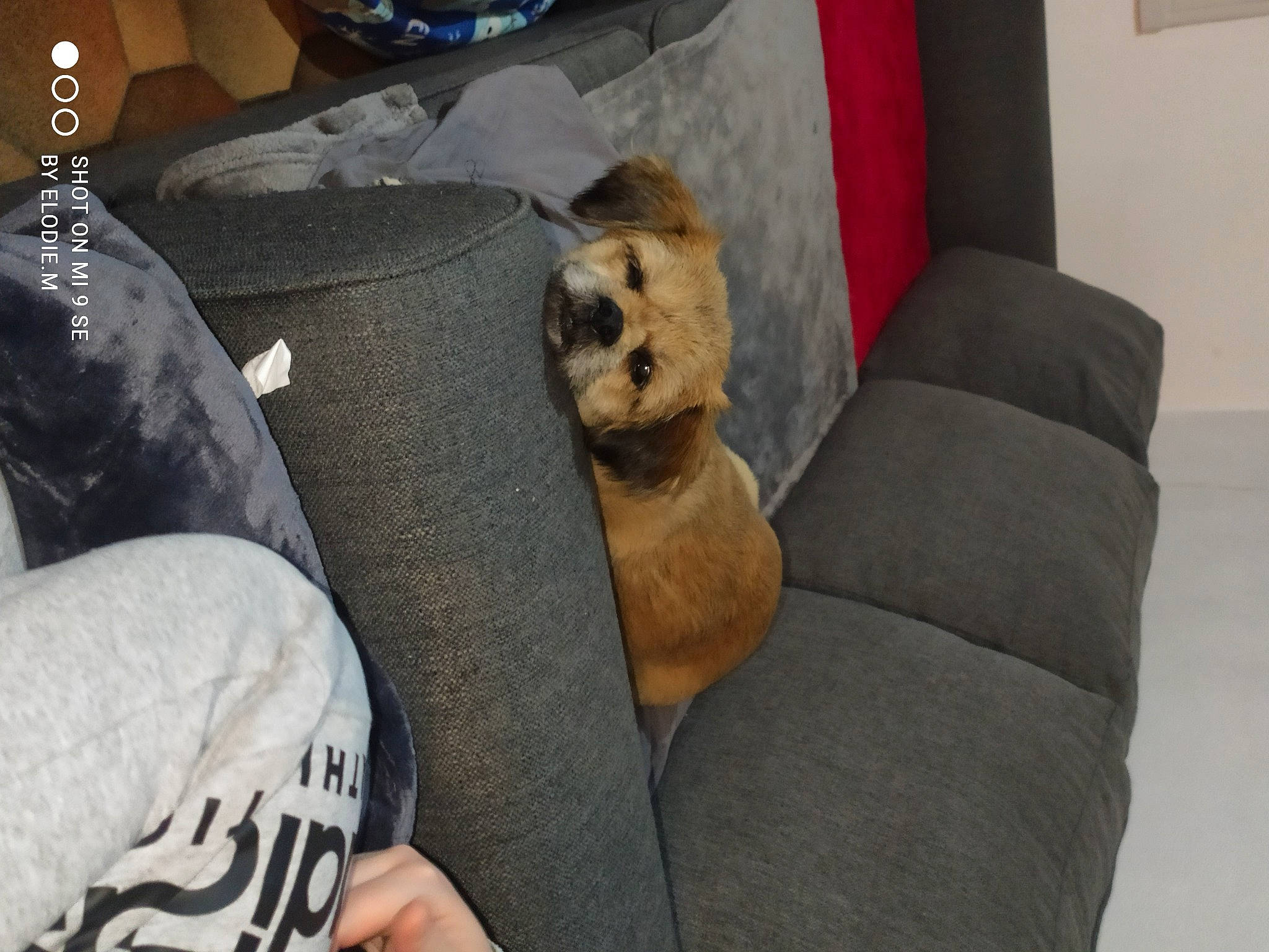 Youki a rejoint le concours — aidez-le/la à gagner de superbes lots ! bag, canidae, carnivore, comfort, companion_dog, couch, curtain, dog, dog_breed, dog_supply, fawn, fur, linens, pet_supply, plush, sleeve, snout, sporting_group, stuffed_toy, toy_dog