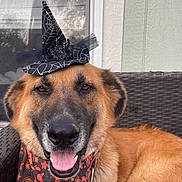 Bear joined the competition — help win amazing prizes! dog, german_shepherd, witch_hat, halloween, bandana, outdoor, chair, pet, happy, tongue_out, close_up, furry, brown_fur, black_fur, animal, canine, decorative, costume, holiday, portrait