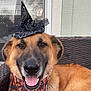 dog, german_shepherd, witch_hat, halloween, bandana, outdoor, chair, pet, happy, tongue_out, close_up, furry, brown_fur, black_fur, animal, canine, decorative, costume, holiday, portrait