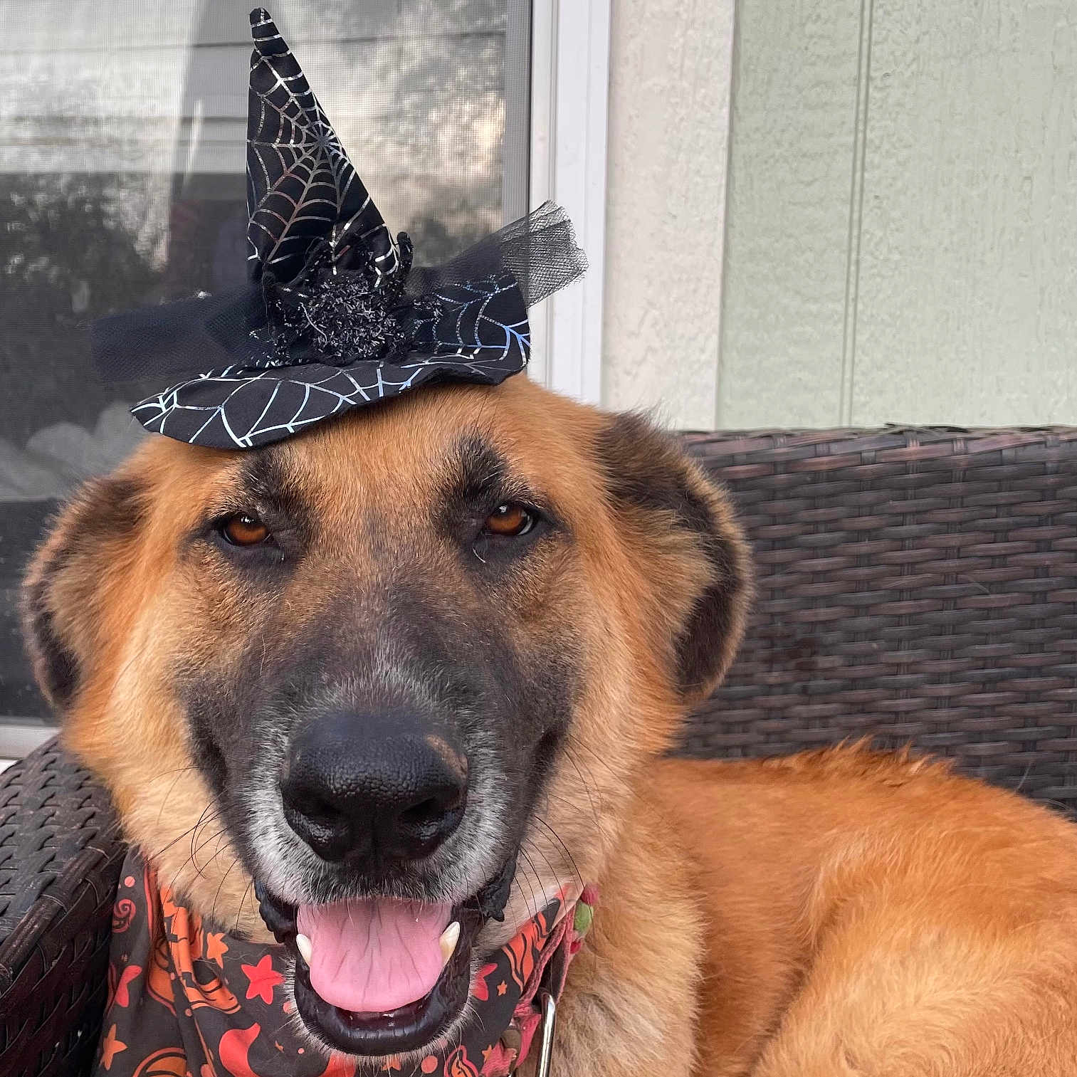 Bear joined the competition — help win amazing prizes! animal, bandana, black_fur, brown_fur, canine, chair, close_up, costume, decorative, dog, furry, german_shepherd, halloween, happy, holiday, outdoor, pet, portrait, tongue_out, witch_hat