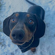 Polo participe au concours pour gagner de l'argent avec cette photo : dog, dachshund, pet, close_up, snow, outdoor, looking_up, nose, big_eyes, black_coat, brown_markings, whiskers, collar, curious, portrait, winter, paws, ground, cute, small_dog