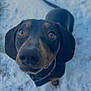 dog, dachshund, pet, close_up, snow, outdoor, looking_up, nose, big_eyes, black_coat, brown_markings, whiskers, collar, curious, portrait, winter, paws, ground, cute, small_dog