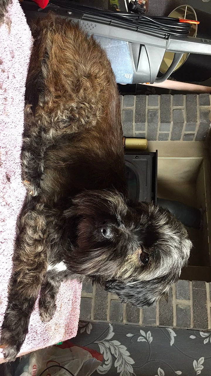 Minnie is registered to the contest to win money with this photo: cabinetry, canidae, carnivore, companion_dog, dog, dog_breed, fur, kitchen_appliance, liver, mammal, schnauzer, small_terrier, snout, sporting_group, tail, terrestrial_animal, terrier, toy_dog, vertebrate, working_animal