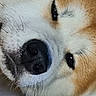 Pika participe au concours pour gagner de l'argent avec cette photo : akita, akita_inu, ancient_dog_breeds, canadian_eskimo_dog, canidae, carnivore, close_up, dog, dog_breed, eye, fur, greenland_dog, korean_jindo_dog, mammal, norwegian_buhund, nose, shiba_inu, snout, vertebrate, whiskers