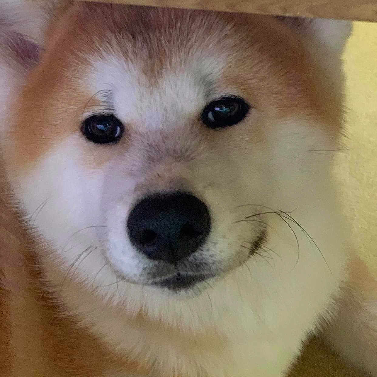 Pika