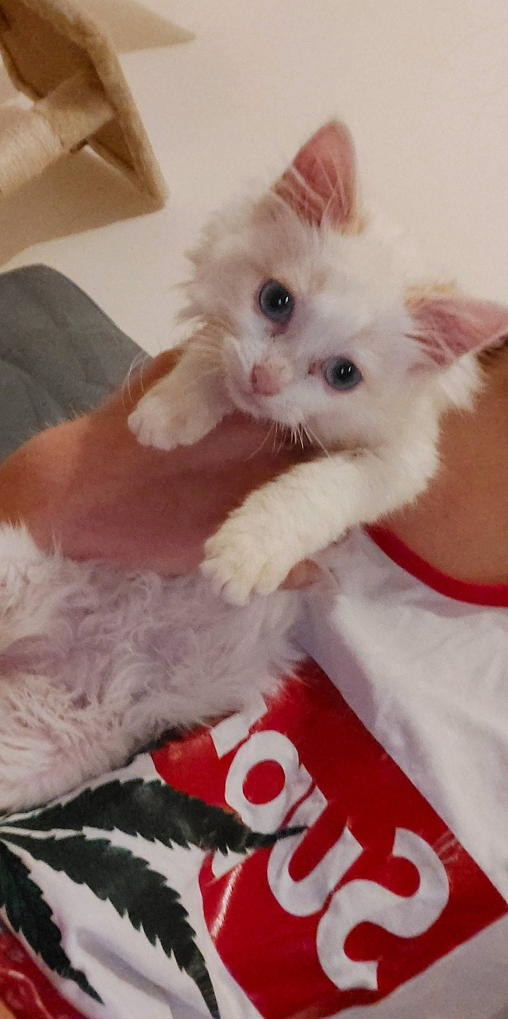 Pablo a rejoint le concours — aidez-le/la à gagner de superbes lots ! carnivore, cat, claw, comfort, companion_dog, event, fawn, felidae, fur, gesture, paw, small_to_medium_sized_cats, snout, tail, whiskers, white