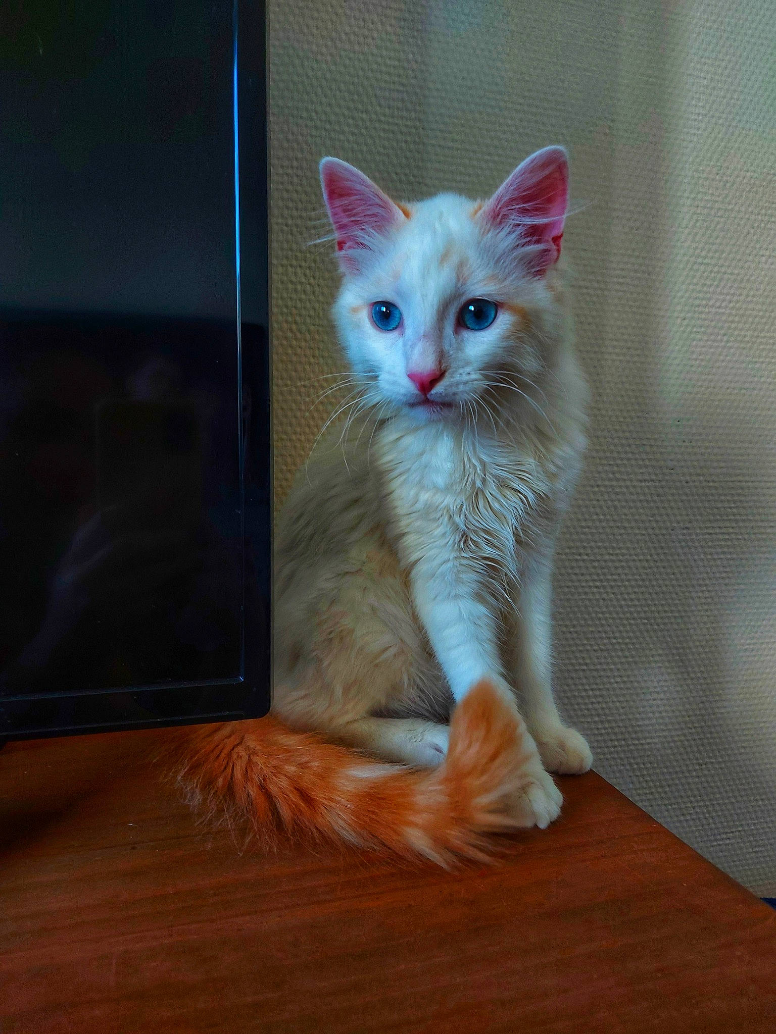 Pablo a rejoint le concours — aidez-le/la à gagner de superbes lots ! box, carnivore, cat, claw, domestic_short_haired_cat, fawn, felidae, flooring, fur, hardwood, iris, paw, sitting, small_to_medium_sized_cats, snout, tail, whiskers, window, wood, wood_flooring