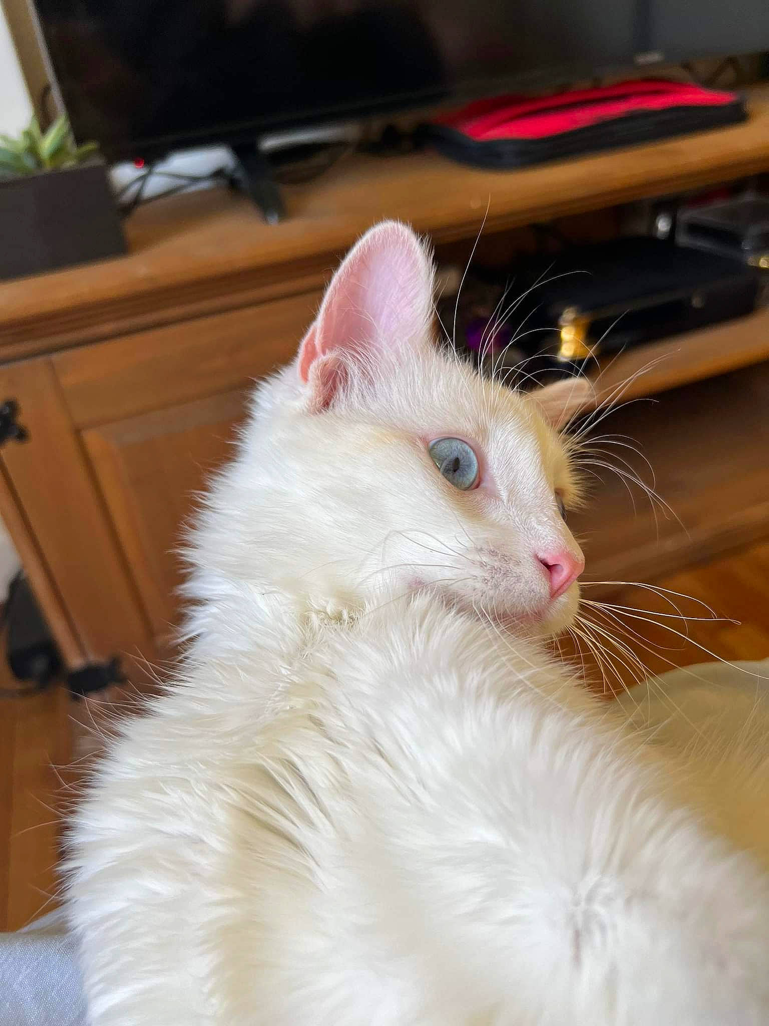 Pablo participe au concours pour gagner de l'argent avec cette photo : carnivore, cat, chest_of_drawers, claw, comfort, domestic_short_haired_cat, eye, felidae, fur, hardwood, head, iris, paw, plant, small_to_medium_sized_cats, snout, tail, whiskers, wood