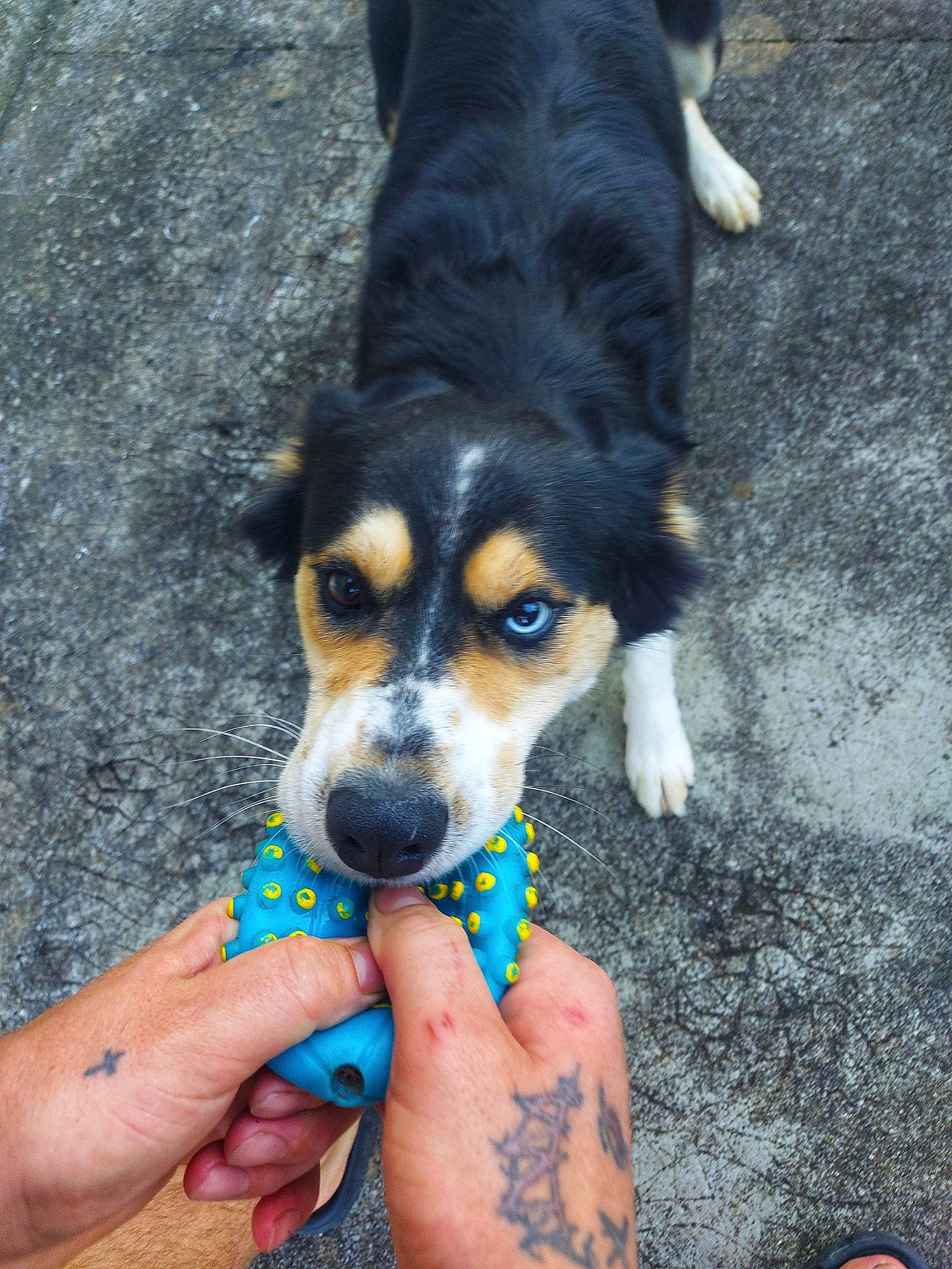 Sasha a rejoint le concours — aidez-le/la à gagner de superbes lots ! beer, bernese_mountain_dog, canidae, carnivore, companion_dog, dog, dog_breed, electric_blue, fur, greater_swiss_mountain_dog, herding_dog, nail, paw, snout, sporting_group, terrestrial_animal, toy_dog, whiskers, working_animal, working_dog