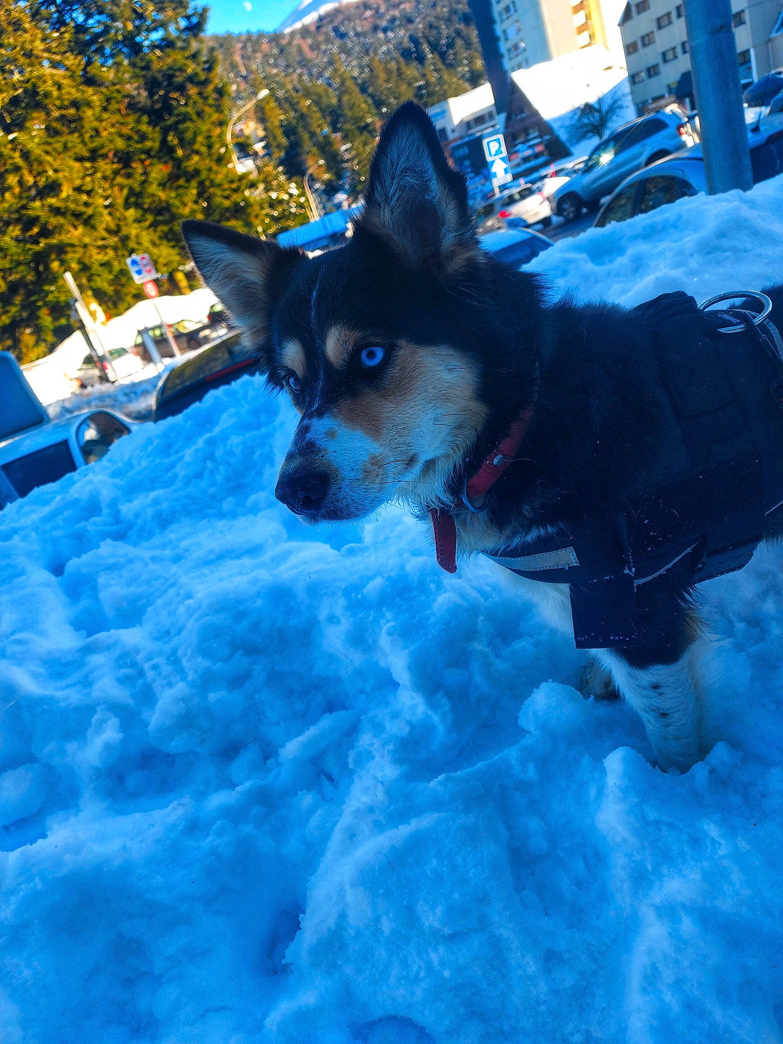 Sasha participe au concours pour gagner de l'argent avec cette photo : blue, canidae, carnivore, companion_dog, dog, dog_breed, dog_supply, electric_blue, freezing, fun, fur, herding_dog, holiday, recreation, sky, snout, snow, sporting_group, tree, winter