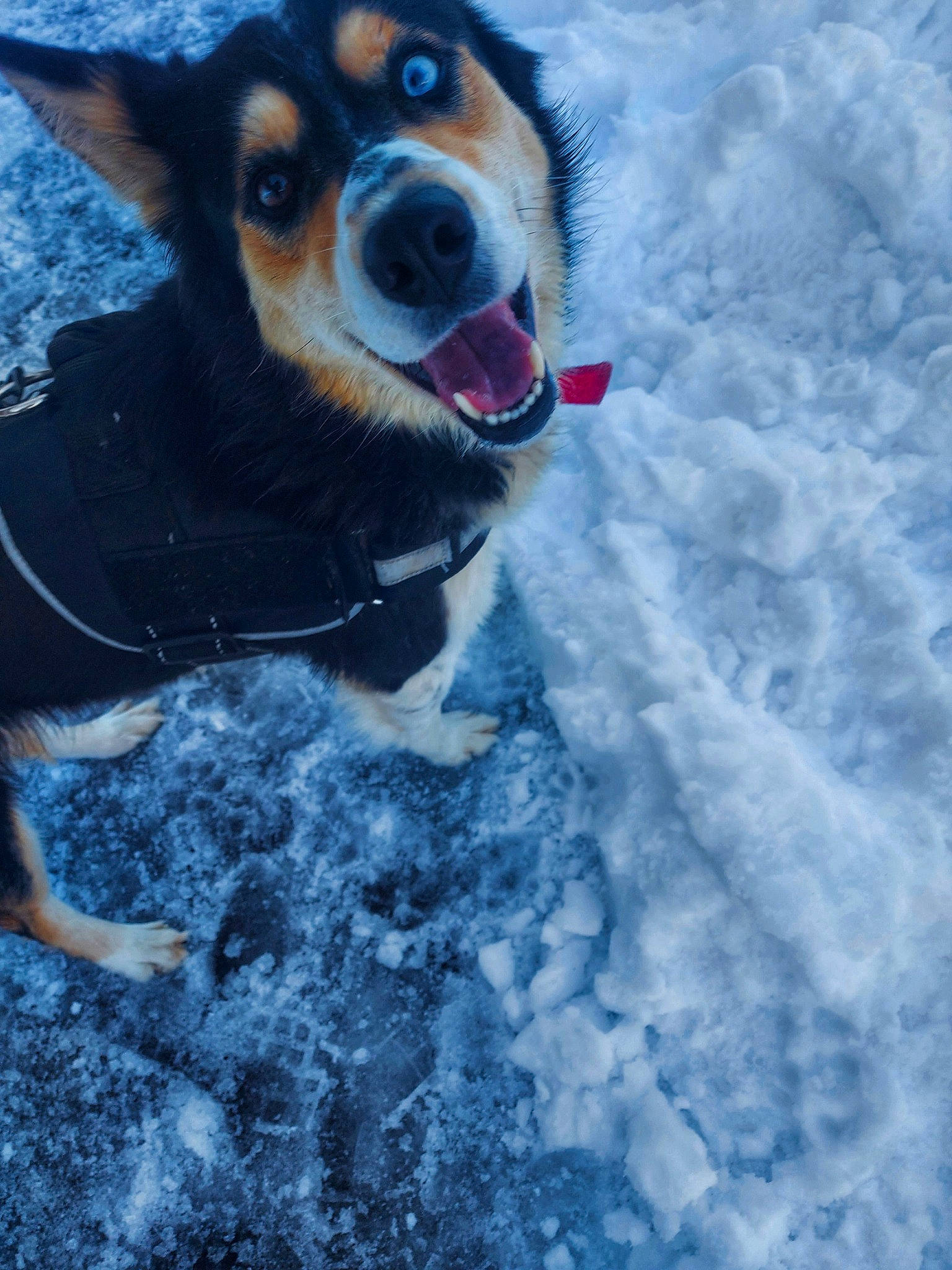 Sasha a rejoint le concours — aidez-le/la à gagner de superbes lots ! adventure, canidae, carnivore, companion_dog, dog, dog_breed, dog_supply, electric_blue, fun, fur, goggles, herding_dog, recreation, snout, snow, sporting_group, sunglasses, water, whiskers, winter