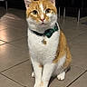 Moumousse participe au concours pour gagner de l'argent avec cette photo : alert, animal, bell, bow_tie, cat, charm, clean, collar, cute, domestic_cat, ears, front_view, fur, indoor, looking, orange_and_white, pet, sitting, tile_floor, whiskers