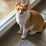 Moumousse participe au concours pour gagner de l'argent avec cette photo : alert, animal, cat, closeup, curious, domestic_cat, ears, floor, fur, glass_door, indoor, looking, orange, pet, sitting, tail, tiled_floor, whiskers, white, window