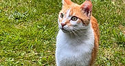 Moumousse a rejoint le concours — aidez-le/la à gagner de superbes lots ! alert, animal, cat, cute, domestic_cat, ears, eyes, fur, grass, greenery, mammal, nature, orange_cat, outdoor, pet, plank, standing, whiskers, white_cat, wood