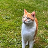 alert, animal, cat, cute, domestic_cat, ears, eyes, fur, grass, greenery, mammal, nature, orange_cat, outdoor, pet, plank, standing, whiskers, white_cat, wood