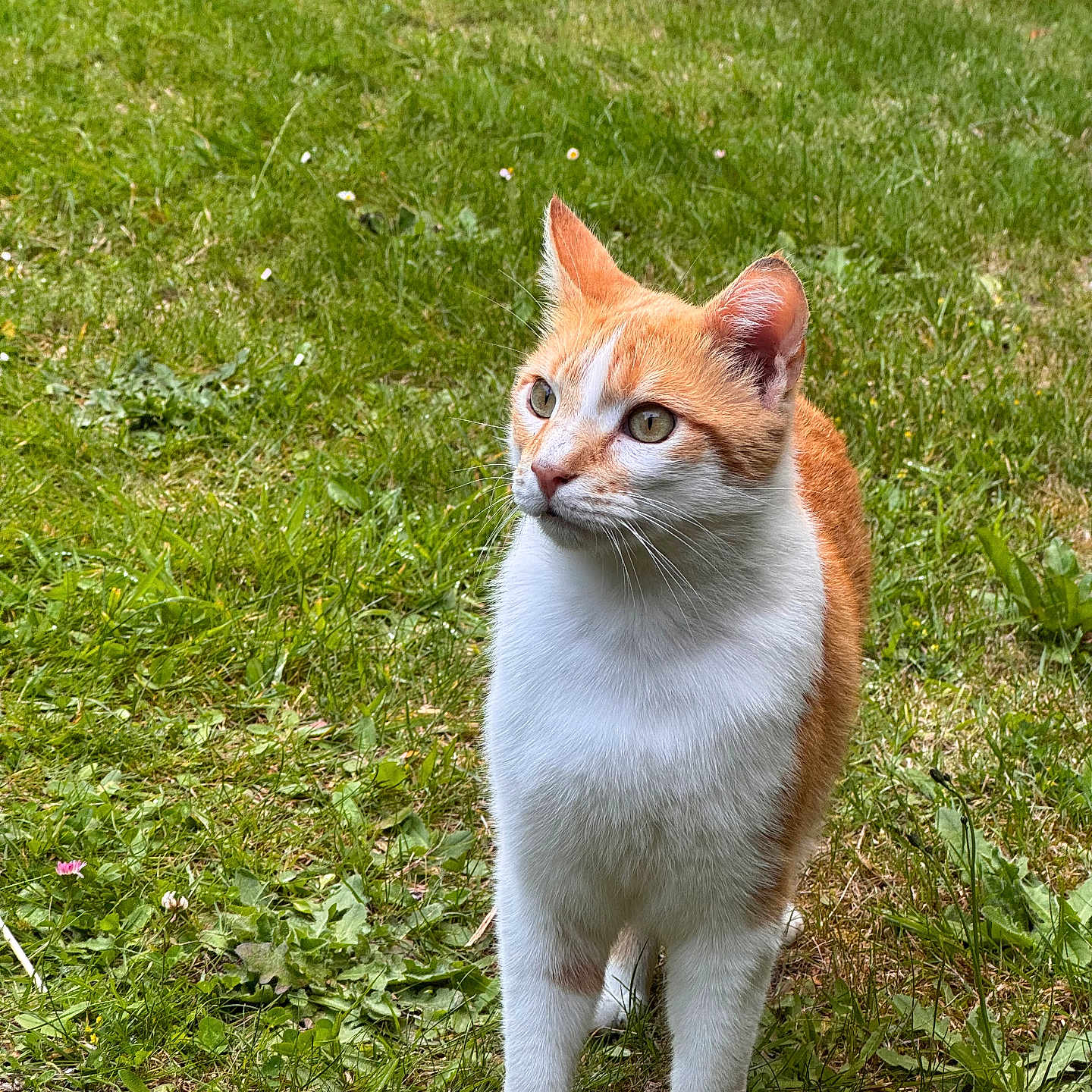 Moumousse