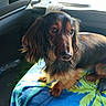 animal, blanket, blue, canine, car_interior, companion, cute, dachshund, dog, domestic_animal, fur, green, long_hair, paw, pet, portrait, seat, sunlight, travel, window