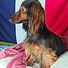 Volt participe au concours pour gagner de l'argent avec cette photo : animal, bed, black, blanket, brown, cute, dachshund, dog, domestic_animal, flag, fur, indoor, long_hair, mammal, pet, portrait, resting, side_view, sitting, tricolor