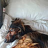 Volt participe au concours pour gagner de l'argent avec cette photo : animal, bed, black, blanket, brown, canine, comfort, cozy, cute, dog, domestic, fur, indoors, long_hair, lying_down, pet, pillow, relaxation, resting, sleepy