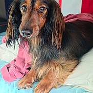 Volt a rejoint le concours — aidez-le/la à gagner de superbes lots ! animal, bed, close_up, cozy, cute, dachshund, dog, ears, eyes, fur, fur_texture, indoors, long_hair, paw, pet, pink_sweater, portrait, relaxed, resting, snout